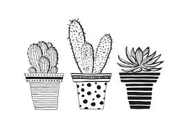 Black And White Cactus Drawing Image Result For Draw Potted Cactus Cactus Drawing Cactus Illustration Pen Illustration