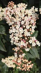See more ideas about white flowering shrubs, flowering shrubs, plants. Viburnum Davidii Viburnum David Evergreen Buy Online Uk Garden Shrubs Shrubs Flowering Shrubs