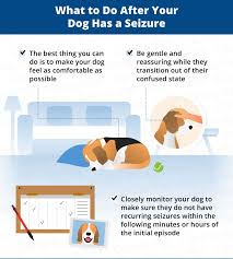 A st john ambulance trainer demonstrates what to look for if someone is having a seizure, what causes a seizure and what to do to help. What To Do After Your Dog Has A Seizure Canna Pet