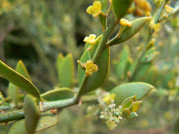 Image result for Osyris