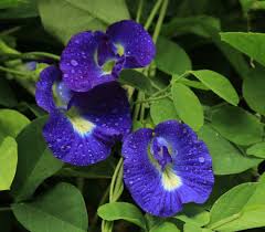 Image result for Clitoria ternatea