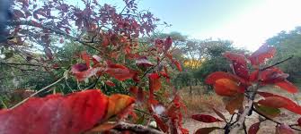 Image result for Combretum adenogonium