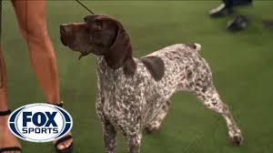 The history of german shorthaired pointers. Jade The German Shorthaired Pointer Wins The Sporting Group Fox Sports Youtube