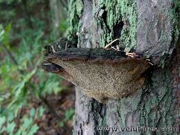 Image result for Phellinus pini