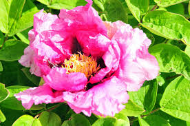 Free Photo Pink Tree Peony Beautiful Beijing Bloom Free Download Jooinn