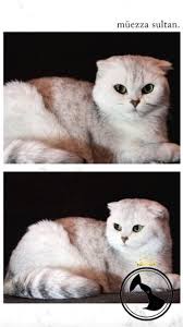Muezza Secereli Damat Adaylarini Bekliyor Dost Patiler Kedi Kopek Dunyasi Kedi Ve Kopekler Icin Her Sey