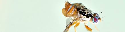 A pest control professional must have a set of as a pest control technician, you will be required to keep accurate records of the chemicals you use, the hours you. Sterile Insect Technique Pest Control With Sterilized Insects Iaea