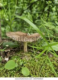 Image result for Russula perlactea