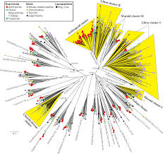 Rodents, lagomorphs, treeshrews, colugos and primates. Pdf Frequent Expansions Of The Bitter Taste Receptor Gene Repertoire During Evolution Of Mammals In The Euarchontoglires Clade Semantic Scholar