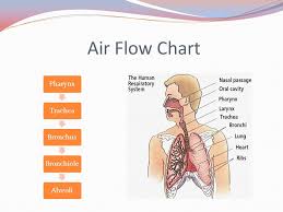 The Respiratory System Ppt Video Online Download