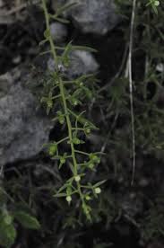 Image result for Thesium megalocarpum