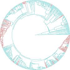 Image result for Raphidiocystis jeffreyana