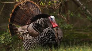 Posts both in english and turkish are welcome. Promising Spring Season On The Horizon For Texas Turkey Hunters Brownwood News