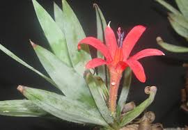 Image result for Velloziaceae