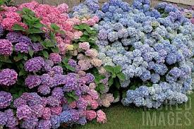 Victorian Hydrangea Garden Ade 070801026 Border Of Hortensia Hydrangea Mixed Hydrangea Con Imagenes Hortensias Jardines