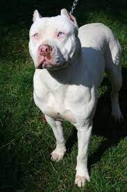 Find red and white pit bull terrier puppiess from a breeder near you. Gallery For All White Pitbull Puppies With Blue Eyes White Pitbull Puppies Pitbull Puppies White Pitbull