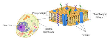Check spelling or type a new query. Name The Animal Cell Which Does Not Possess Nucleus Eukaryotic Cells Definition Parts Examples And Structure Caenorhabditis Elegans Is A Nematode Selma Feducciaa