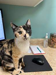 4th street pet hospital is based in saint petersburg, florida. St Paul Pet Hospital Highland Home Facebook