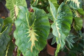 We did not find results for: Pfeilblatter Alocasia Alokasie Sorten Und Pflege Gartenlexikon De
