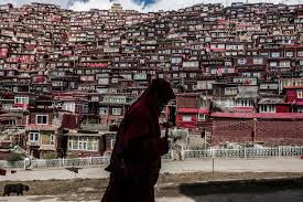 She kept praying and praying all morning facing the mahbodhi temple, near th tree under wich buddha got. China Takes A Chain Saw To A Center Of Tibetan Buddhism The New York Times
