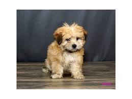 The maltese shih tzu temperament is generally more placid and tolerant than the maltese. Shih Tzu Maltese Dog Male Gold 2498035 Petland Carmel In