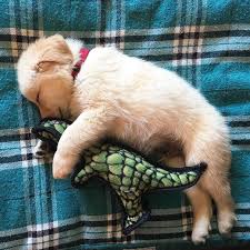 Our site promotes the healthy,responsible and sound practice of furthering the golden retriever breed. 210 Times Golden Retriever Puppies Were The Purest Thing In The World Bored Panda