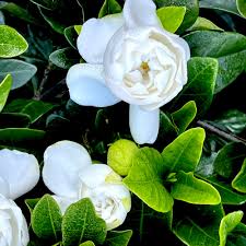 Image result for Gardenia subacaulis