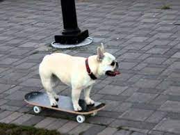 Explore a wide range of the best french bulldog skateboard on aliexpress to find one that suits you! Saba Skateboarding French Bulldog 4 Youtube