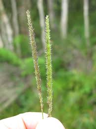 Image result for Sacciolepis rigens