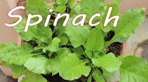Последние твиты от kalyan pokala (@pokala_law). Growing Spinach Palak In A Container Terrace Garden Youtube