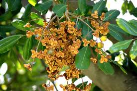 Maybe you would like to learn more about one of these? Split Fruits Of Carrotwood Tree Project Noah