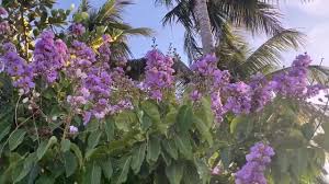 Image result for Buchnera speciosa