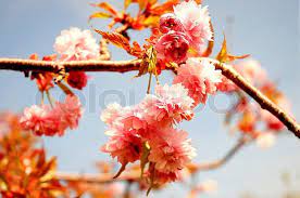The tree requires full sunlight. Soft Fluffy Fruit Tree Blossoms Stock Image Colourbox