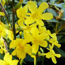 Image result for Jasminum pauciflorum