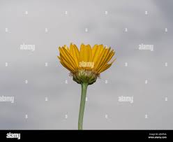 Image result for Macledium sessiliflorum