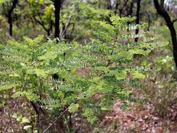 Image result for Dalbergia bracteolata