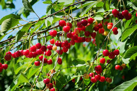 A sweet cherry tree will bear fruit 5 to 9 years after planting, while a sour cherry tree will bear fruit 4 to 6 years after planting. 15 Different Types Of Cherry Trees Cherry Tree Varieties Plantsnap
