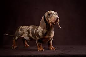 Unlike licenses, registration is completely optional and only necessary if you intend to let your dachshund compete in akc sponsored events. akc registration costs $30 to $79.99. What Is A Dapple Dachshund Interesting Fact About The Dapple Thegoodypet