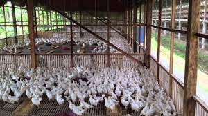 Последние твиты от grimaud frères sélection (@freresgrimaud). Poultry Organic Poultry
