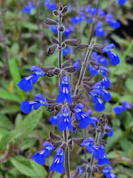 Image result for Salvia