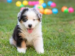 We love what we do. New Puppy Care A Great Start With Your Australian Shepherd Puppy