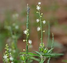 Image result for Phyllanthus hutchinsonianus