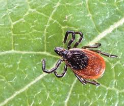 Tickcheck Com Tick Identification Guide