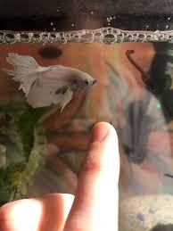 These gorgeous white bettas come with either white tails or somewhat pink tails. White Opal Betta Fish Getting Gray Spots My Aquarium Club