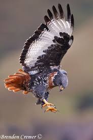 Small Birds Of Prey South Africa Jackal Buzzard South Africa The Diet Of The Jackal Buzzard Is Mainly Small Ground Mammals But Snakes Lizards Smal Birds Of Prey Beautiful Birds Wild Birds