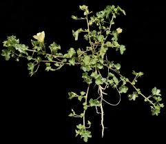 Image result for Hibiscus rhabdotospermus