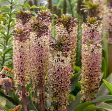 Image result for Andropogon eucomus
