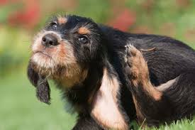 A daunting number of microbes can threaten our dogs ears. How To Deal With Ear Skin Yeast Infections In Dogs Hill S Pet