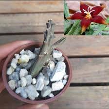 Image result for Piaranthus atrosanguineus