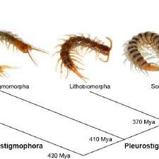 Maybe you would like to learn more about one of these? Pdf Centipede Venom Recent Discoveries And Current State Of Knowledge